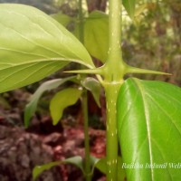 Canthium coromandelicum (Burm.f.) Alston